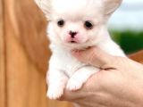 MÜKEMMEL KALITEDEKI CHIHUAHUA BEBEKLER
