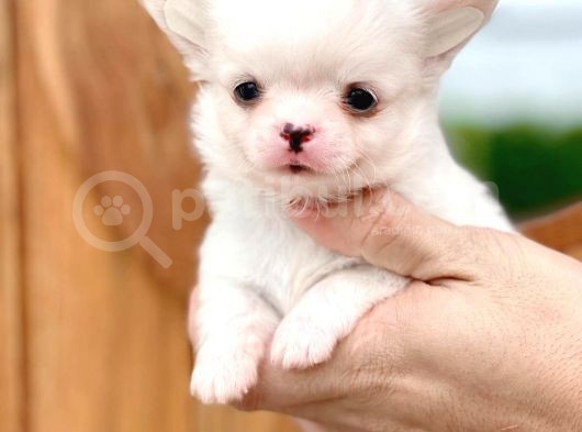 Mükemmel Kalitedeki Chihuahua Bebekler