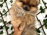 Teady Bear Pomeranian Boo Bebeklerimiz