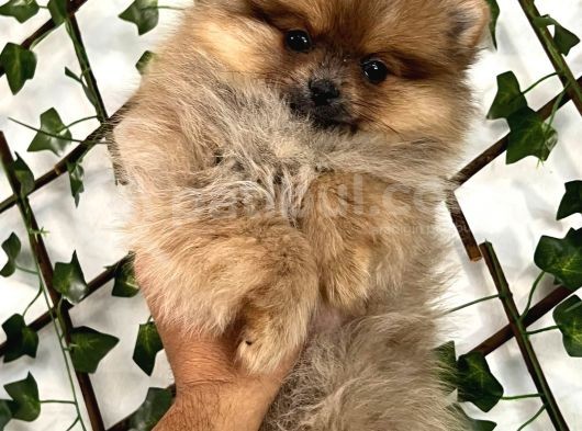 Teady Bear Pomeranian Boo Bebeklerimiz görsel