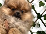 Teady Bear Pomeranian Boo Bebeklerimiz