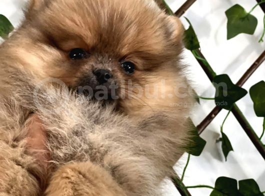 Teady Bear Pomeranian Boo Bebeklerimiz görsel