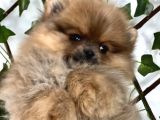 Teady Bear Pomeranian Boo Bebeklerimiz