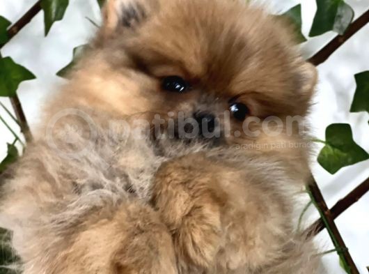 Teady Bear Pomeranian Boo Bebeklerimiz