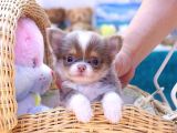 KORE ASILLI CHIHUAHUA BEBEKLER