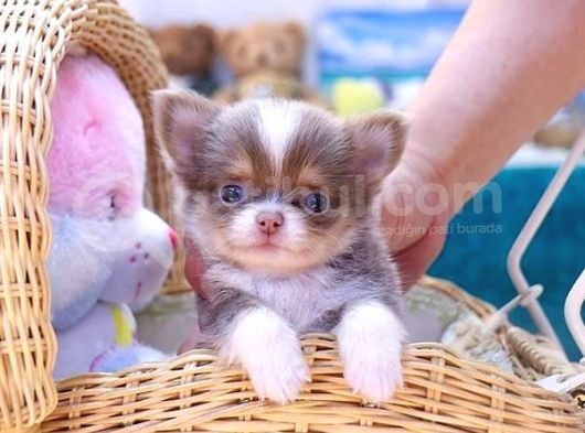 Kore Asilli Chihuahua Bebekler