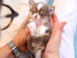 Kore Asilli Chihuahua Bebekler
