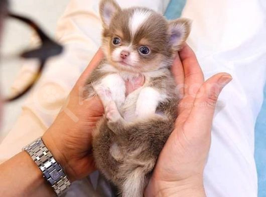 Kore Asilli Chihuahua Bebekler görsel