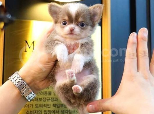 Kore Asilli Chihuahua Bebekler görsel