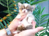 Kore Asilli Chihuahua Bebekler
