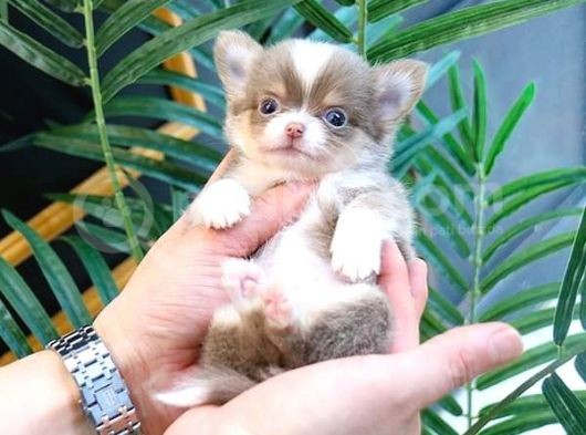 Kore Asilli Chihuahua Bebekler görsel