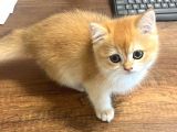 SAF IRK BRITISH SHORTHAIR YAVRULARIMIZ VONALP KALİTESİ İLE