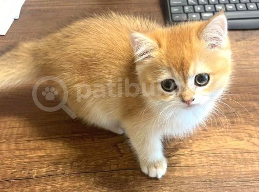 Saf Irk British Shorthair Yavrularimiz Vonalp Kali̇tesi̇ İle