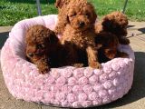 Renklerin Harikası Poodle