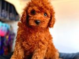 Aşkların en güzeli poodle