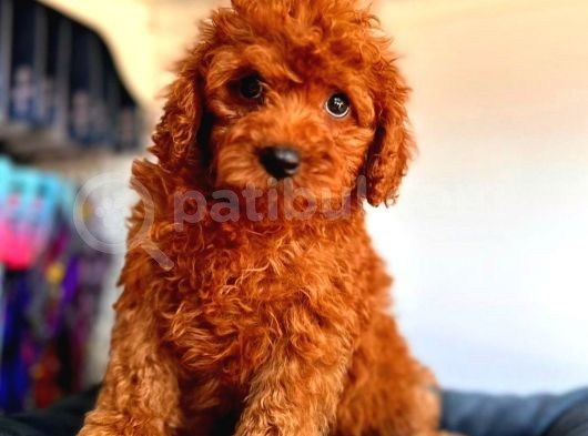 Aşkların En Güzeli Poodle