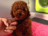 Aşkların En Güzeli Poodle
