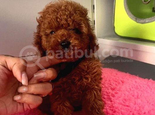 Aşkların En Güzeli Poodle görsel