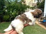 Antialerjik Tüy Dökmeyen Sıfır Numara Shihtzu Yavruları
