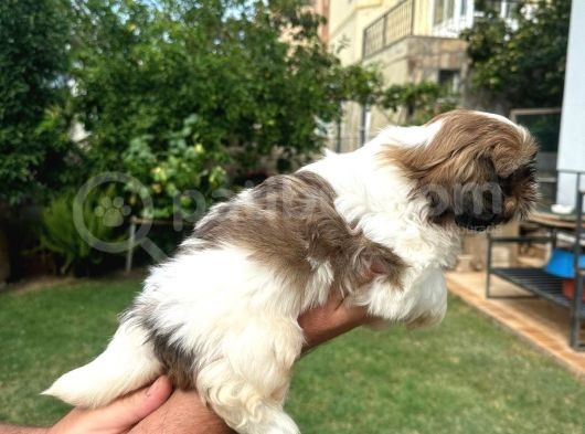 Antialerjik Tüy Dökmeyen Sıfır Numara Shihtzu Yavruları görsel