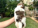 Antialerjik Tüy Dökmeyen Sıfır Numara Shihtzu Yavruları