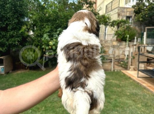 Antialerjik Tüy Dökmeyen Sıfır Numara Shihtzu Yavruları görsel