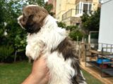 Antialerjik Tüy Dökmeyen Sıfır Numara Shihtzu Yavruları