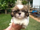 Antialerjik tüy dökmeyen sıfır numara shihtzu yavruları
