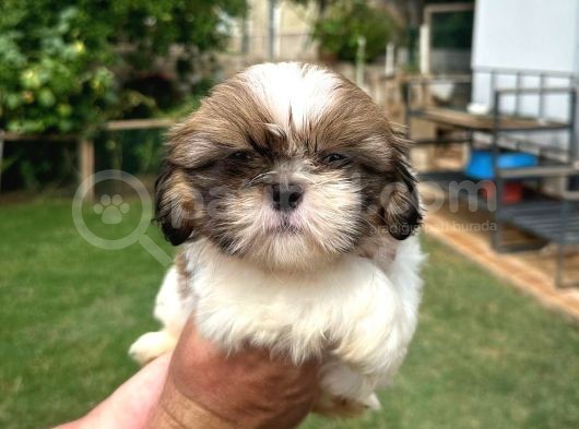 Antialerjik Tüy Dökmeyen Sıfır Numara Shihtzu Yavruları
