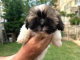 Antialerjik Tüy Dökmeyen Sıfır Numara Shihtzu Yavruları