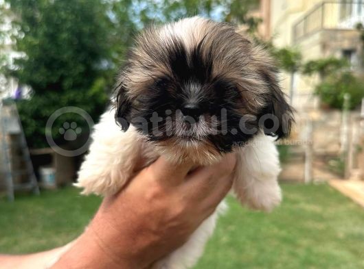 Antialerjik Tüy Dökmeyen Sıfır Numara Shihtzu Yavruları görsel