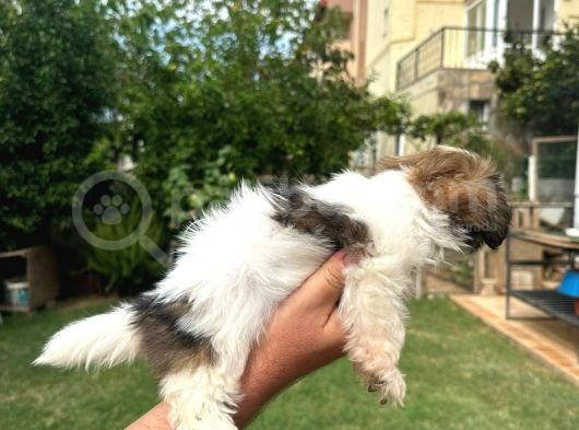 Antialerjik Tüy Dökmeyen Sıfır Numara Shihtzu Yavruları görsel