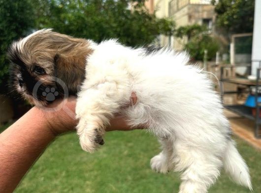 Antialerjik Tüy Dökmeyen Sıfır Numara Shihtzu Yavruları görsel