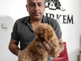 Mükemmel Kalitede a scr toy Poddle bebekler için acele edin