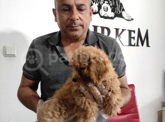 Mükemmel Kalitede A Scr Toy Poddle Bebekler Için Acele Edin