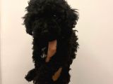 Bebek Surat Toy Poodle Bebekler