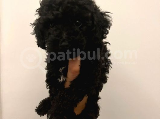 Bebek Surat Toy Poodle Bebekler görsel