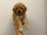 Bebek Surat Toy Poodle Bebekler
