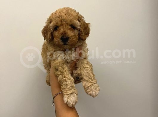 Bebek Surat Toy Poodle Bebekler görsel