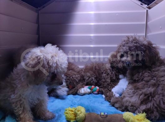 Mükemmel Kalitede A Scr Toy Poddle Bebekler Için Acele Edin görsel