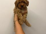 Bebek Surat Toy Poodle Bebekler