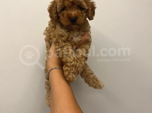 Bebek Surat Toy Poodle Bebekler