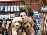 A Scr Muhteşem Toy Poodle  Yavrularimiz