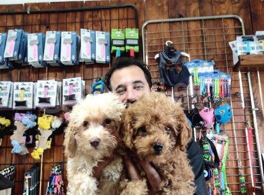 A Scr Muhteşem Toy Poodle  Yavrularimiz görsel