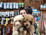 A Scr Muhteşem Toy Poodle  Yavrularimiz