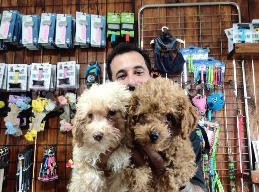 A Scr Muhteşem Toy Poodle  Yavrularimiz görsel