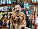 A Scr Muhteşem Toy Poodle  Yavrularimiz