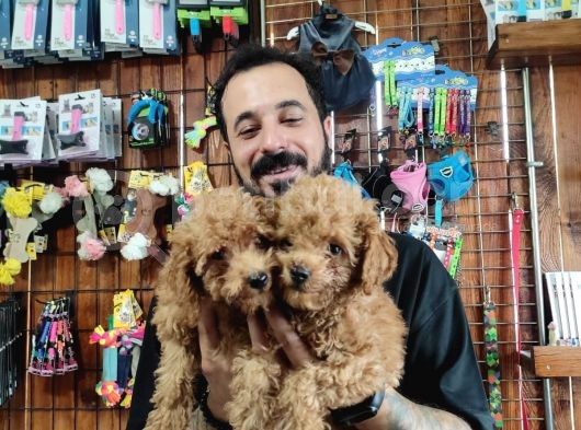 A Scr Muhteşem Toy Poodle  Yavrularimiz görsel