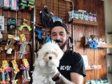 Bembeyaz Maltese Terri̇er 0 Numara