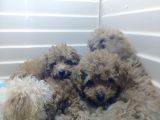 A Scr Muhteşem Toy Poodle  Yavrularimiz